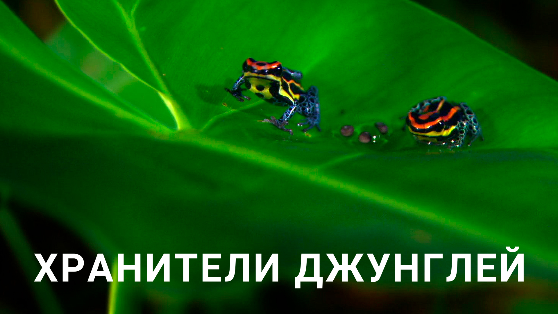 Ескі жұптармен порно